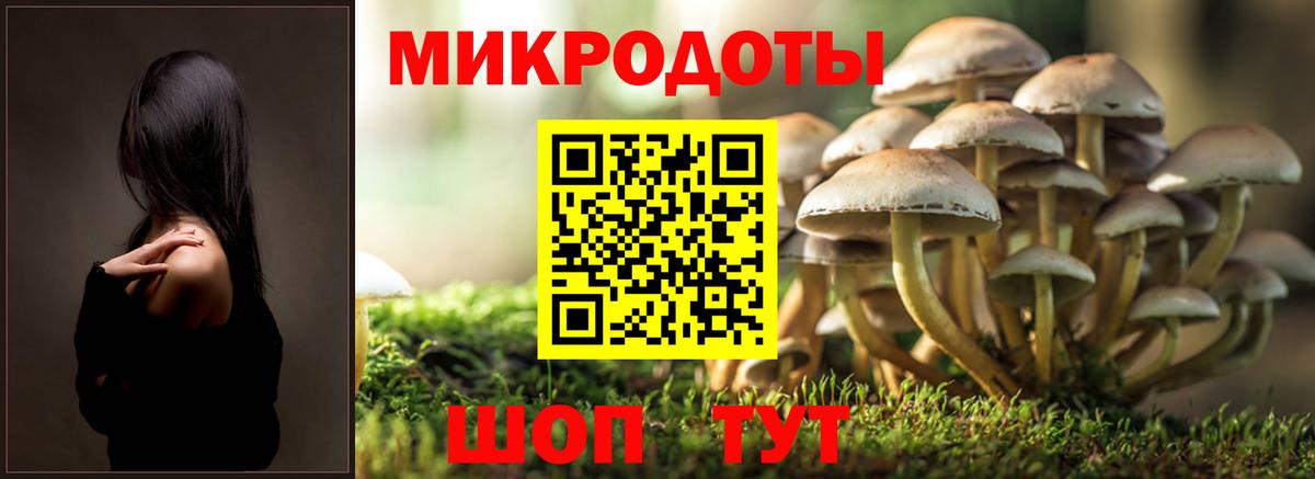 Псилоцибиновые грибы Psilocybine cubensis Черняховск